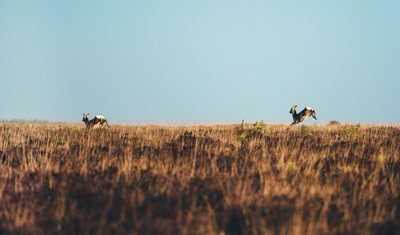 Counselling supervision in the New Forest